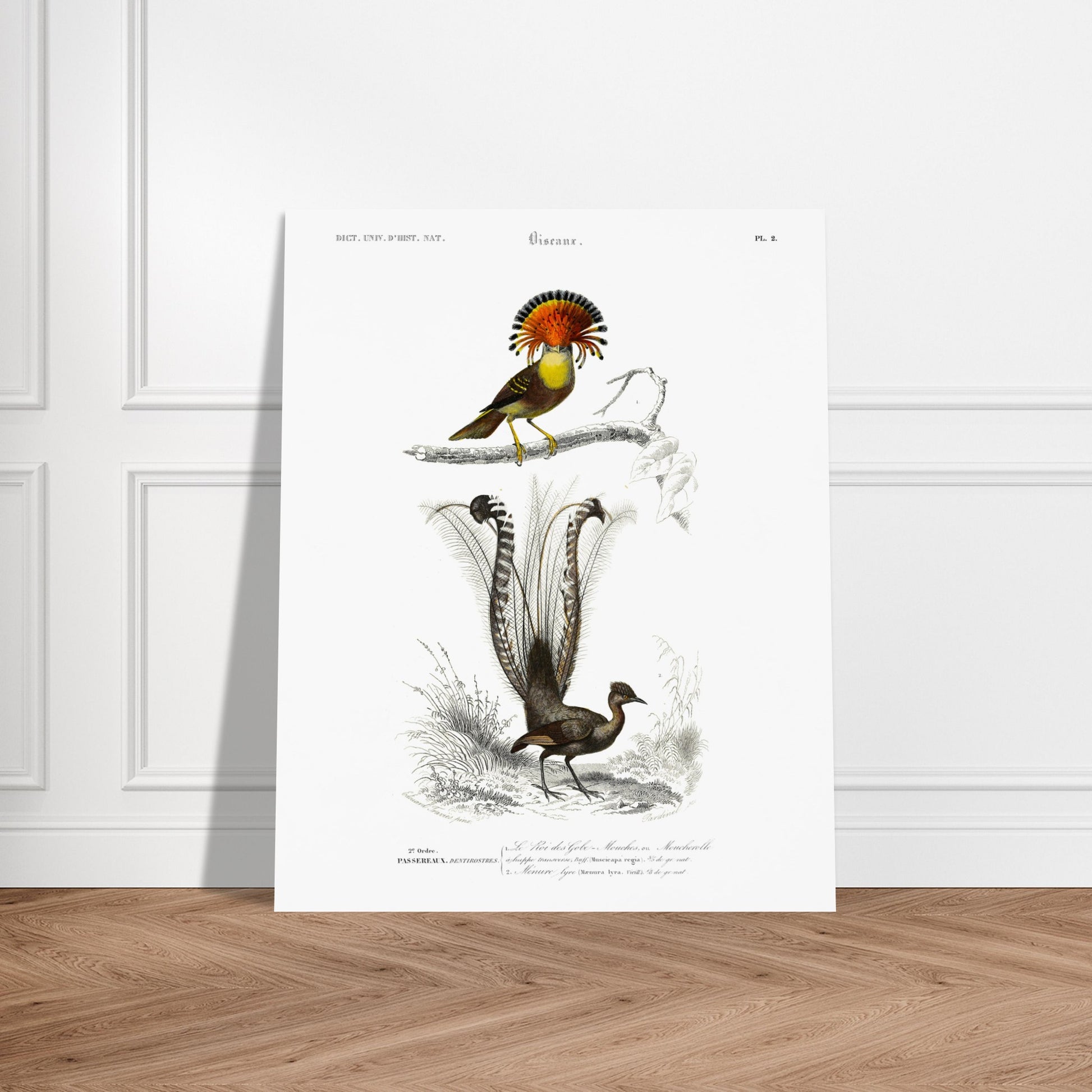 Planche ornithologique : Moucherolle Roi et Ménure lyre — Dictionnaire d'Orbigny. Planche ornithologique du Dictionnaire Universel d'Histoire Naturelle de Charles d'Orbigny, illustrant un oiseau avec une crête orange et un oiseau à longue queue. Image d'illustration 5