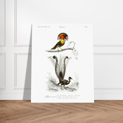 Planche ornithologique : Moucherolle Roi et Ménure lyre — Dictionnaire d'Orbigny. Planche ornithologique du Dictionnaire Universel d'Histoire Naturelle de Charles d'Orbigny, illustrant un oiseau avec une crête orange et un oiseau à longue queue. Image d'illustration 5
