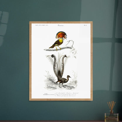 Planche ornithologique : Moucherolle Roi et Ménure lyre — Dictionnaire d'Orbigny. Planche ornithologique du Dictionnaire Universel d'Histoire Naturelle de Charles d'Orbigny, illustrant un oiseau avec une crête orange et un oiseau à longue queue. Image d'illustration 6