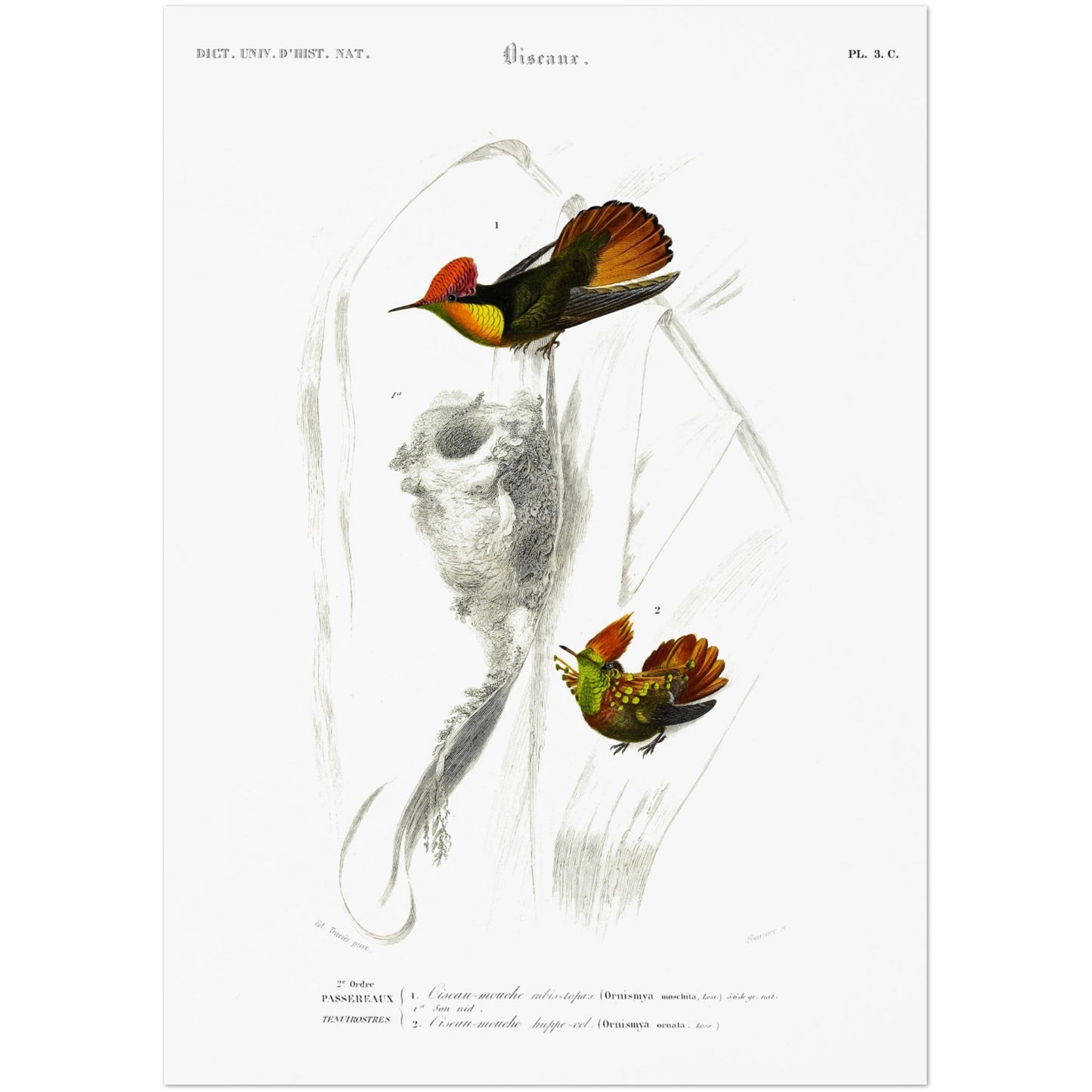 Planche ornithologique : Oiseau-Mouche rubis-topaze par d'Orbigny (42x59,4 cm (A2)). Planche ornithologique montrant deux colibris aux couleurs vives, dont un avec un nid, et des légendes.