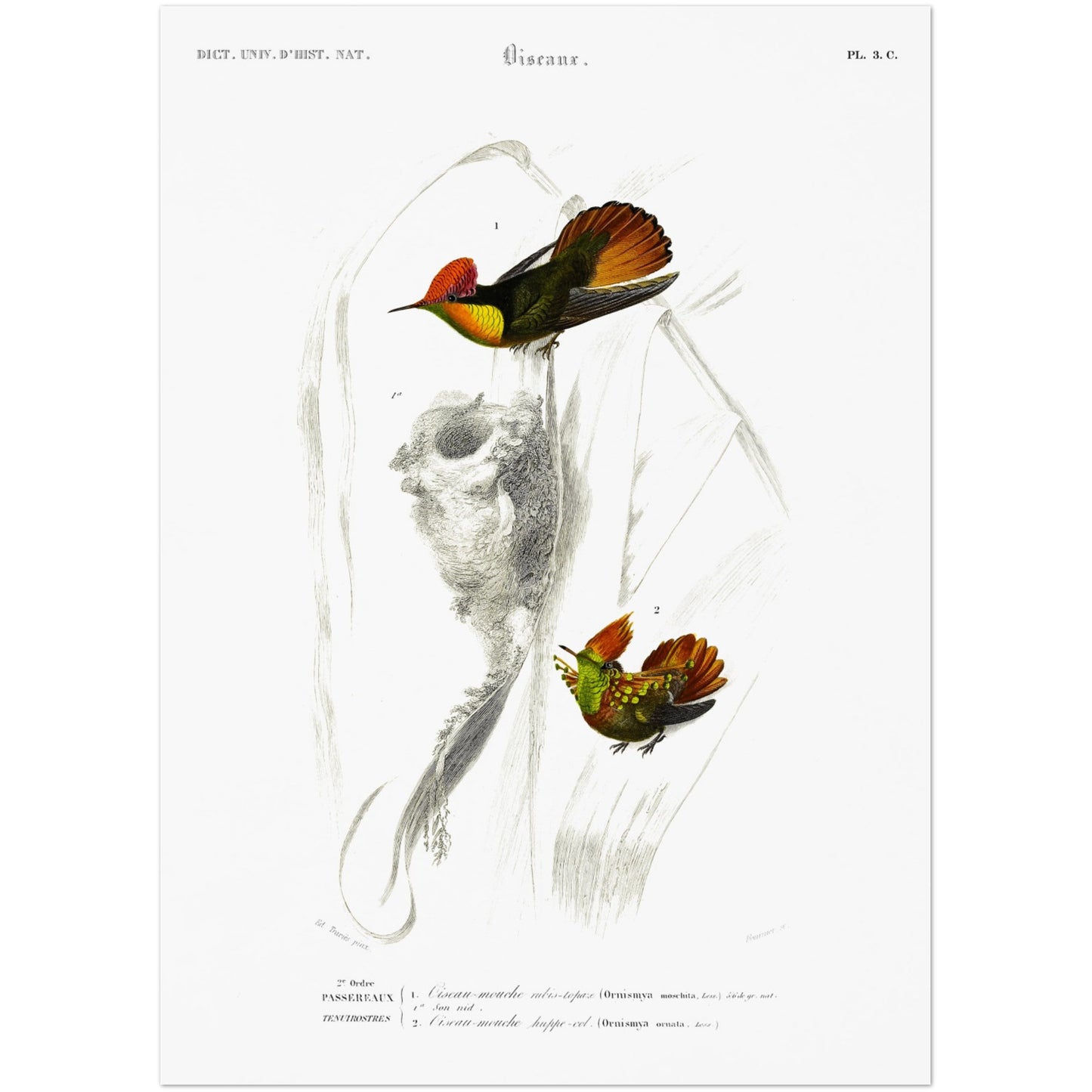 Planche ornithologique : Oiseau-Mouche rubis-topaze par d'Orbigny (50x70 cm). Planche ornithologique montrant deux colibris aux couleurs vives, dont un avec un nid, et des légendes.