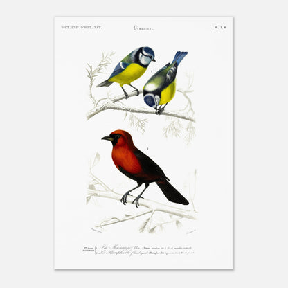 Planche ornithologique ancienne du Ramphocèle flamboyant (29,7x42 cm (A3)). Planche d'entomologie du Dictionnaire Universel d'Histoire Naturelle montrant plusieurs espèces d'insectes, dont un "Lygée charmant" et des détails anatomiques.