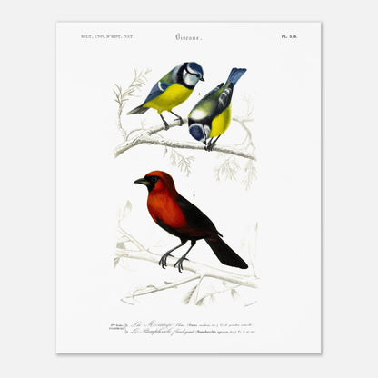Planche ornithologique ancienne du Ramphocèle flamboyant (40x50 cm). Planche d'entomologie du Dictionnaire Universel d'Histoire Naturelle montrant plusieurs espèces d'insectes, dont un "Lygée charmant" et des détails anatomiques.