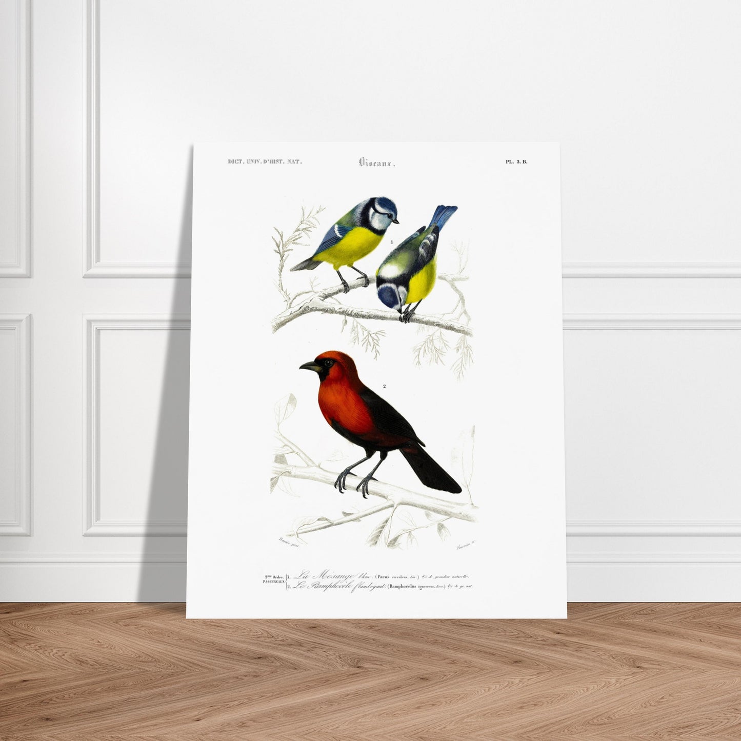 Planche ornithologique ancienne du Ramphocèle flamboyant. Planche d'entomologie du Dictionnaire Universel d'Histoire Naturelle montrant plusieurs espèces d'insectes, dont un "Lygée charmant" et des détails anatomiques. Image d'illustration 6