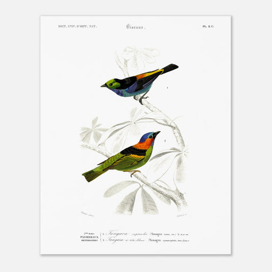 Planche ornithologique du Tangara septicolore - Charles d'Orbigny (40x50 cm). Planche zoologique du Dictionnaire Universel d'Histoire Naturelle de Charles d'Orbigny, illustrant deux oiseaux : un tangara septicolore et un tangara à tête bleue, perchés sur une branche.