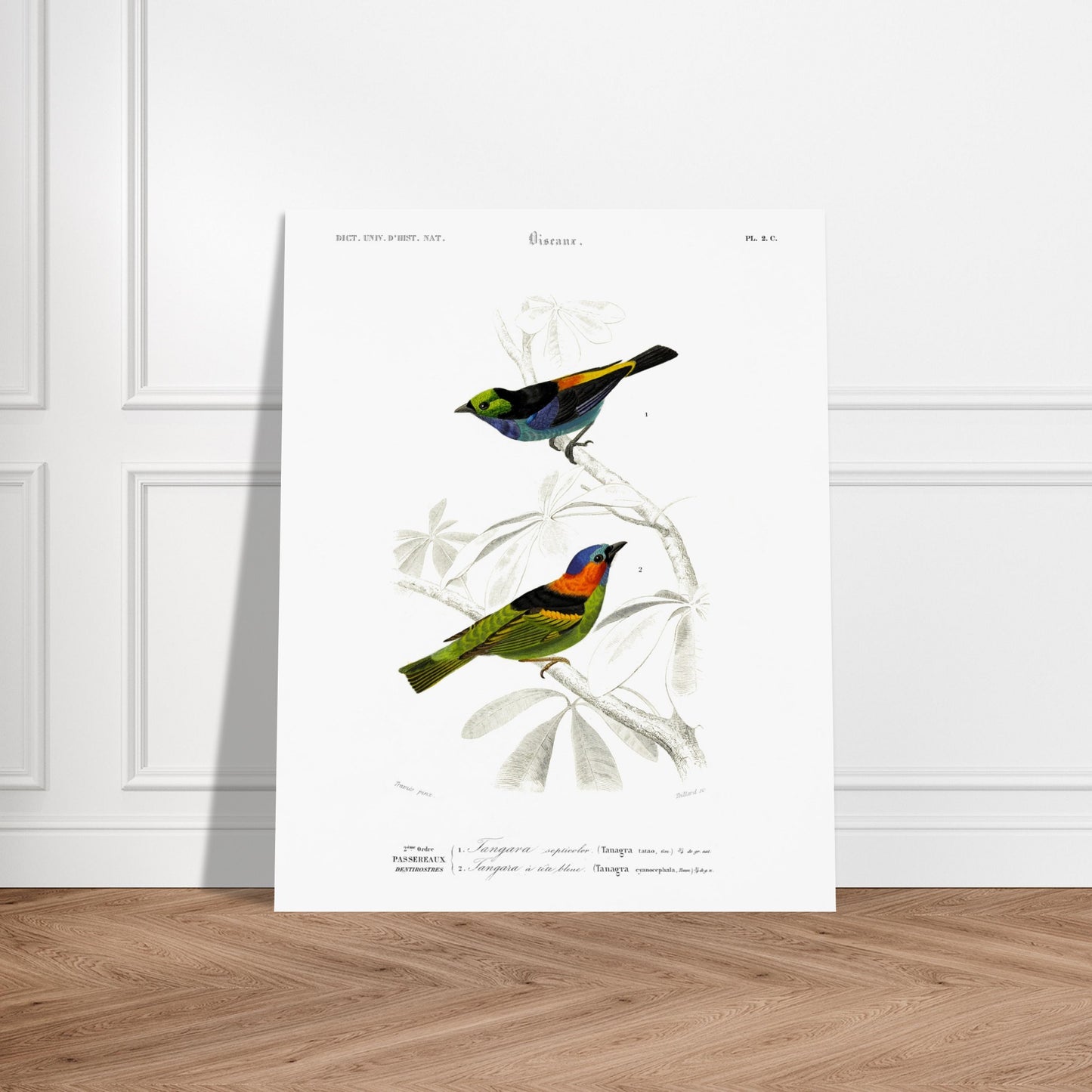 Planche ornithologique du Tangara septicolore - Charles d'Orbigny. Planche zoologique du Dictionnaire Universel d'Histoire Naturelle de Charles d'Orbigny, illustrant deux oiseaux : un tangara septicolore et un tangara à tête bleue, perchés sur une branche. Image d'illustration 5