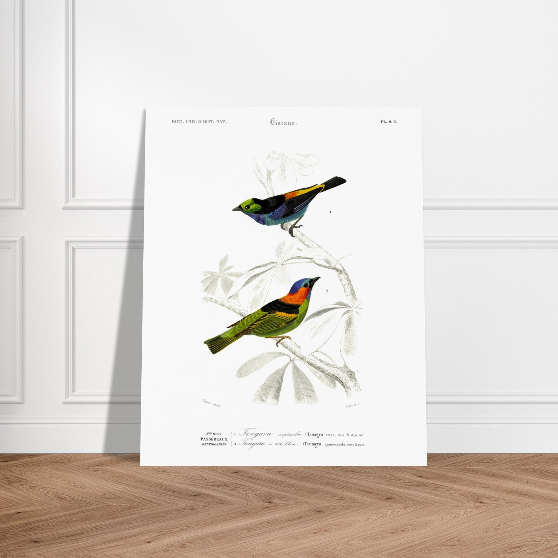 Planche ornithologique du Tangara septicolore - Charles d'Orbigny. Planche zoologique du Dictionnaire Universel d'Histoire Naturelle de Charles d'Orbigny, illustrant deux oiseaux : un tangara septicolore et un tangara à tête bleue, perchés sur une branche. Image d'illustration 5