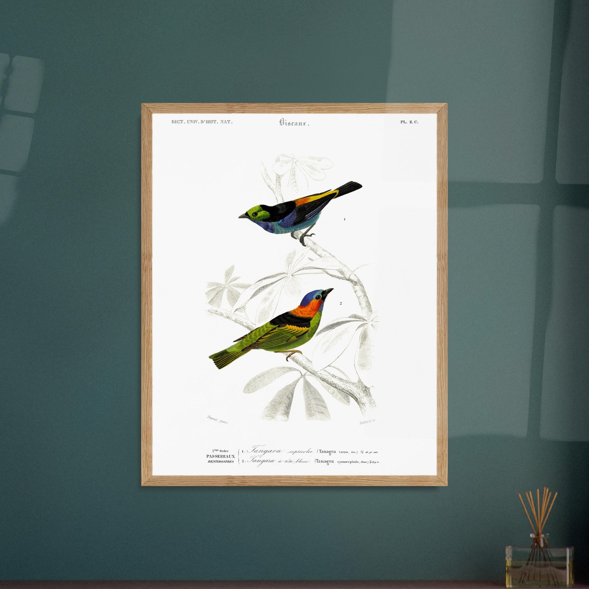 Planche ornithologique du Tangara septicolore - Charles d'Orbigny. Planche zoologique du Dictionnaire Universel d'Histoire Naturelle de Charles d'Orbigny, illustrant deux oiseaux : un tangara septicolore et un tangara à tête bleue, perchés sur une branche. Image d'illustration 6