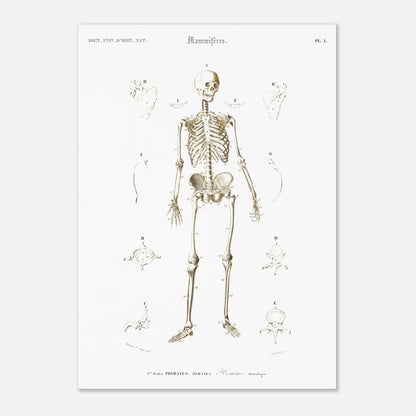 Planche d'ostéologie humaine — Dictionnaire de Charles d'Orbigny (29,7x42 cm (A3)). Planche scientifique ancienne montrant l'ostéologie de l'homme, avec un squelette complet au centre et des vues détaillées de diverses parties du corps humain.