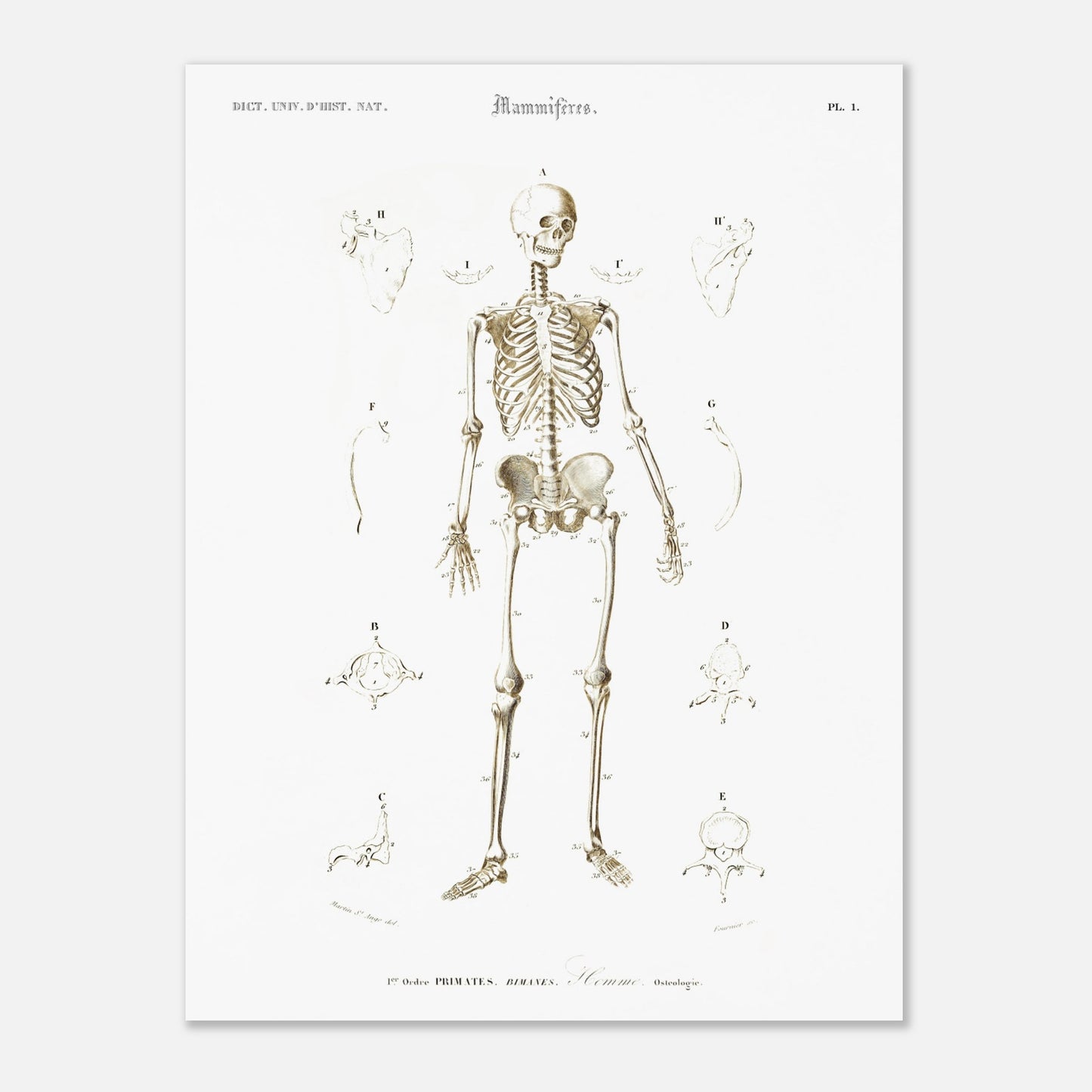 Planche d'ostéologie humaine — Dictionnaire de Charles d'Orbigny (30x40 cm). Planche scientifique ancienne montrant l'ostéologie de l'homme, avec un squelette complet au centre et des vues détaillées de diverses parties du corps humain.