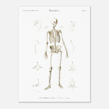 Planche d'ostéologie humaine — Dictionnaire de Charles d'Orbigny (30x40 cm). Planche scientifique ancienne montrant l'ostéologie de l'homme, avec un squelette complet au centre et des vues détaillées de diverses parties du corps humain.