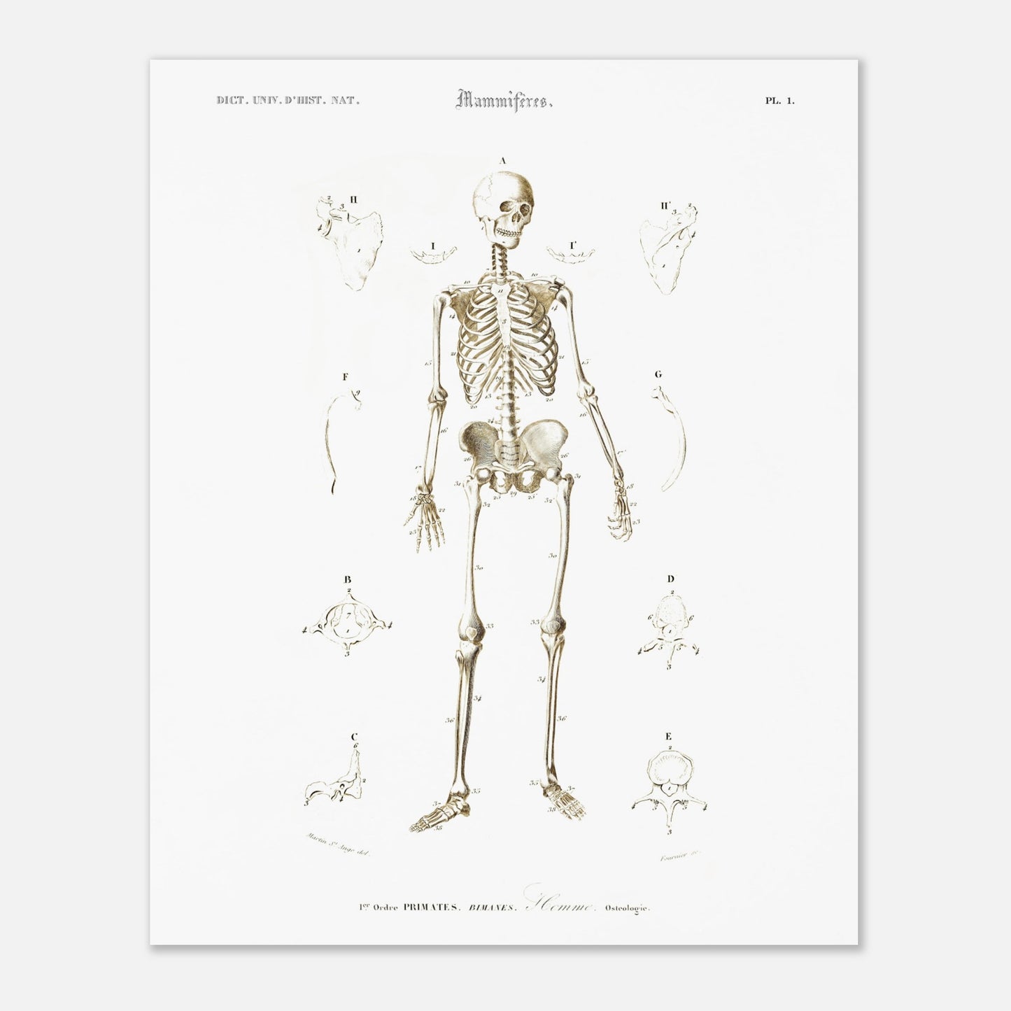 Planche d'ostéologie humaine — Dictionnaire de Charles d'Orbigny (40x50 cm). Planche scientifique ancienne montrant l'ostéologie de l'homme, avec un squelette complet au centre et des vues détaillées de diverses parties du corps humain.