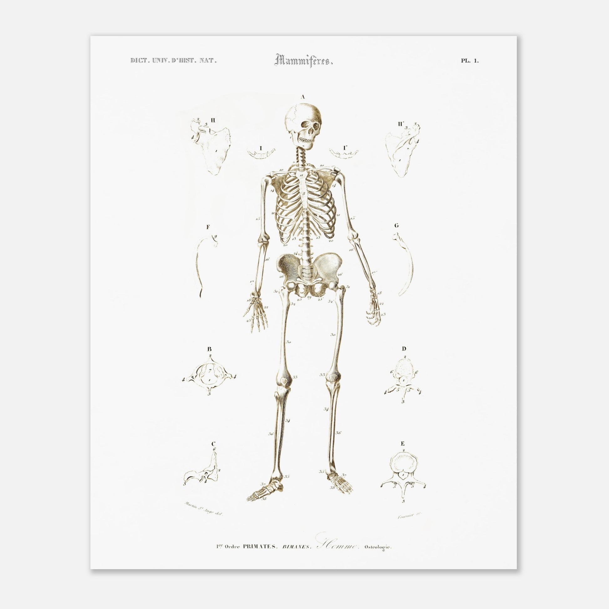 Planche d'ostéologie humaine — Dictionnaire de Charles d'Orbigny (40x50 cm). Planche scientifique ancienne montrant l'ostéologie de l'homme, avec un squelette complet au centre et des vues détaillées de diverses parties du corps humain.
