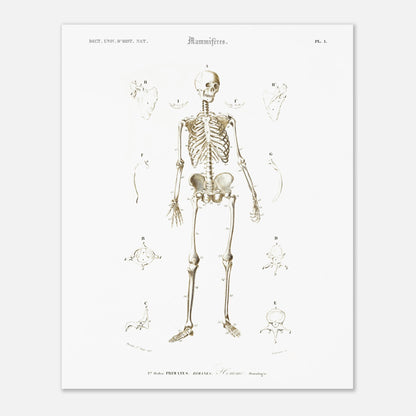 Planche d'ostéologie humaine — Dictionnaire de Charles d'Orbigny (40x50 cm). Planche scientifique ancienne montrant l'ostéologie de l'homme, avec un squelette complet au centre et des vues détaillées de diverses parties du corps humain.