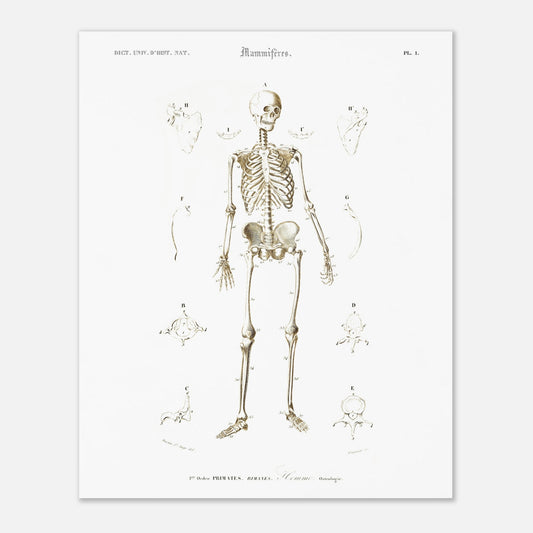 Planche d'ostéologie humaine — Dictionnaire de Charles d'Orbigny (40x50 cm). Planche scientifique ancienne montrant l'ostéologie de l'homme, avec un squelette complet au centre et des vues détaillées de diverses parties du corps humain.