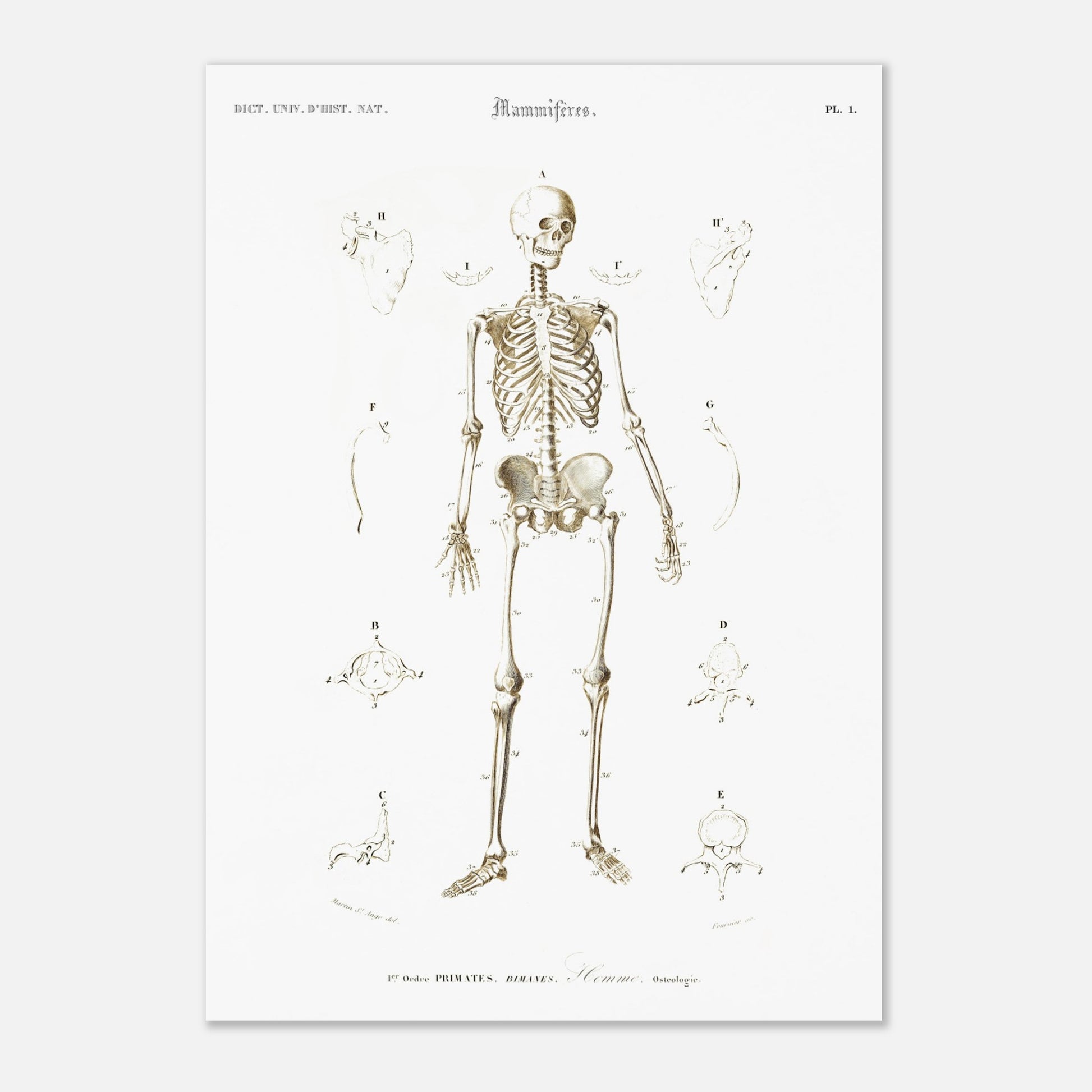 Planche d'ostéologie humaine — Dictionnaire de Charles d'Orbigny (42x59,4 cm (A2)). Planche scientifique ancienne montrant l'ostéologie de l'homme, avec un squelette complet au centre et des vues détaillées de diverses parties du corps humain.