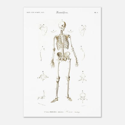 Planche d'ostéologie humaine — Dictionnaire de Charles d'Orbigny (42x59,4 cm (A2)). Planche scientifique ancienne montrant l'ostéologie de l'homme, avec un squelette complet au centre et des vues détaillées de diverses parties du corps humain.