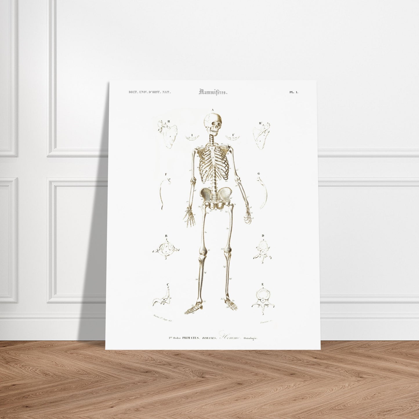 Planche d'ostéologie humaine — Dictionnaire de Charles d'Orbigny. Planche scientifique ancienne montrant l'ostéologie de l'homme, avec un squelette complet au centre et des vues détaillées de diverses parties du corps humain. Image d'illustration 5