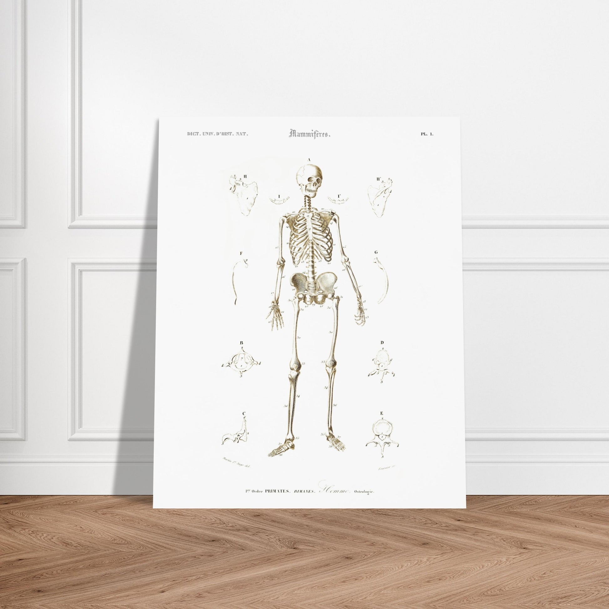 Planche d'ostéologie humaine — Dictionnaire de Charles d'Orbigny. Planche scientifique ancienne montrant l'ostéologie de l'homme, avec un squelette complet au centre et des vues détaillées de diverses parties du corps humain. Image d'illustration 5