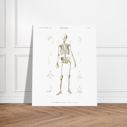 Planche d'ostéologie humaine — Dictionnaire de Charles d'Orbigny. Planche scientifique ancienne montrant l'ostéologie de l'homme, avec un squelette complet au centre et des vues détaillées de diverses parties du corps humain. Image d'illustration 5