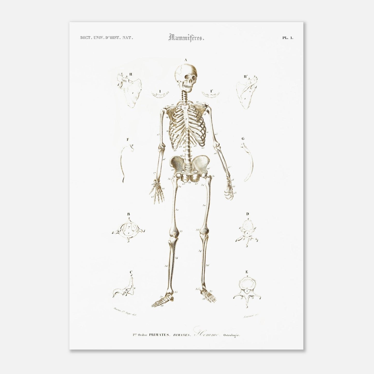 Planche d'ostéologie humaine — Dictionnaire de Charles d'Orbigny (50x70 cm). Planche scientifique ancienne montrant l'ostéologie de l'homme, avec un squelette complet au centre et des vues détaillées de diverses parties du corps humain.