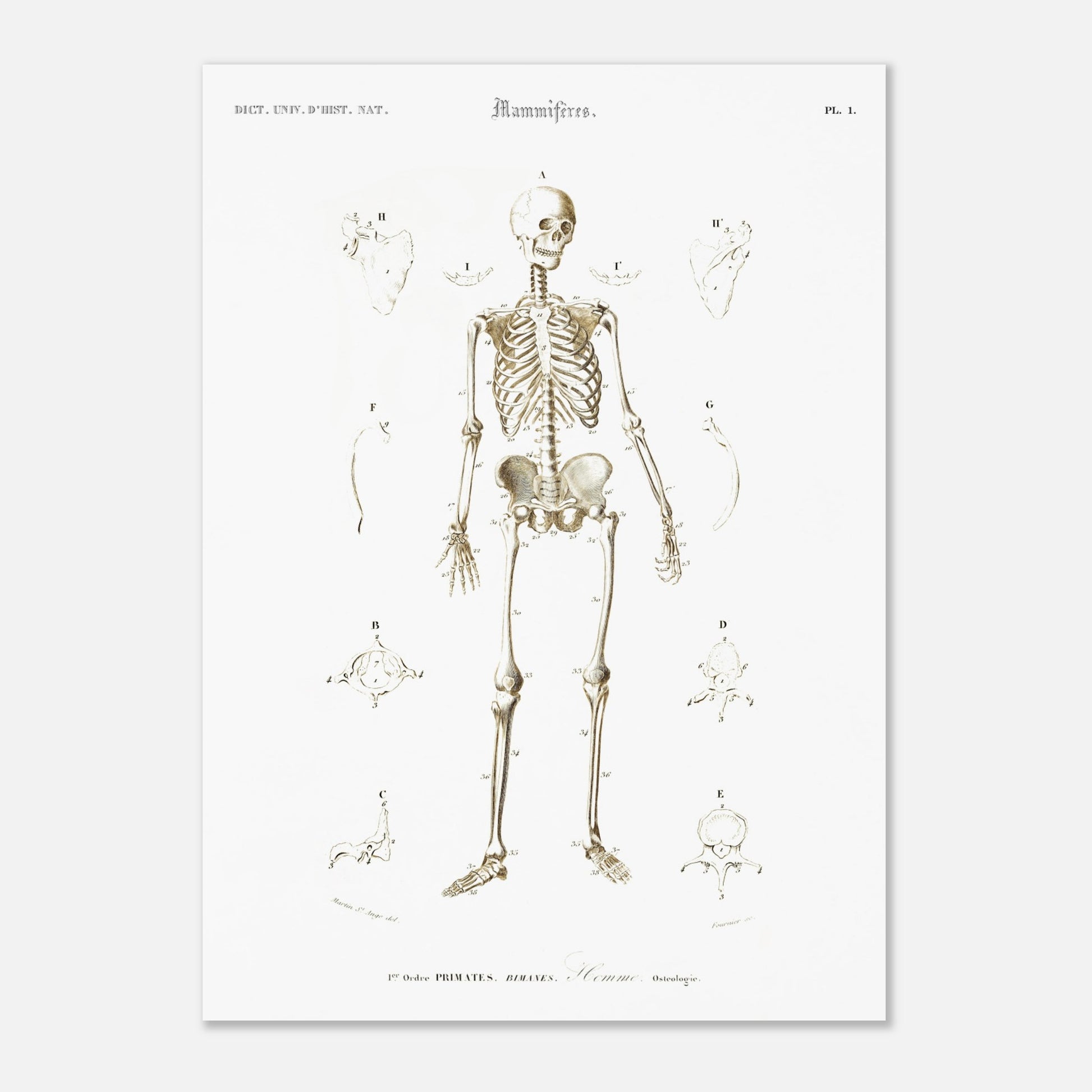 Planche d'ostéologie humaine — Dictionnaire de Charles d'Orbigny (50x70 cm). Planche scientifique ancienne montrant l'ostéologie de l'homme, avec un squelette complet au centre et des vues détaillées de diverses parties du corps humain.
