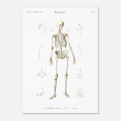 Planche d'ostéologie humaine — Dictionnaire de Charles d'Orbigny (50x70 cm). Planche scientifique ancienne montrant l'ostéologie de l'homme, avec un squelette complet au centre et des vues détaillées de diverses parties du corps humain.