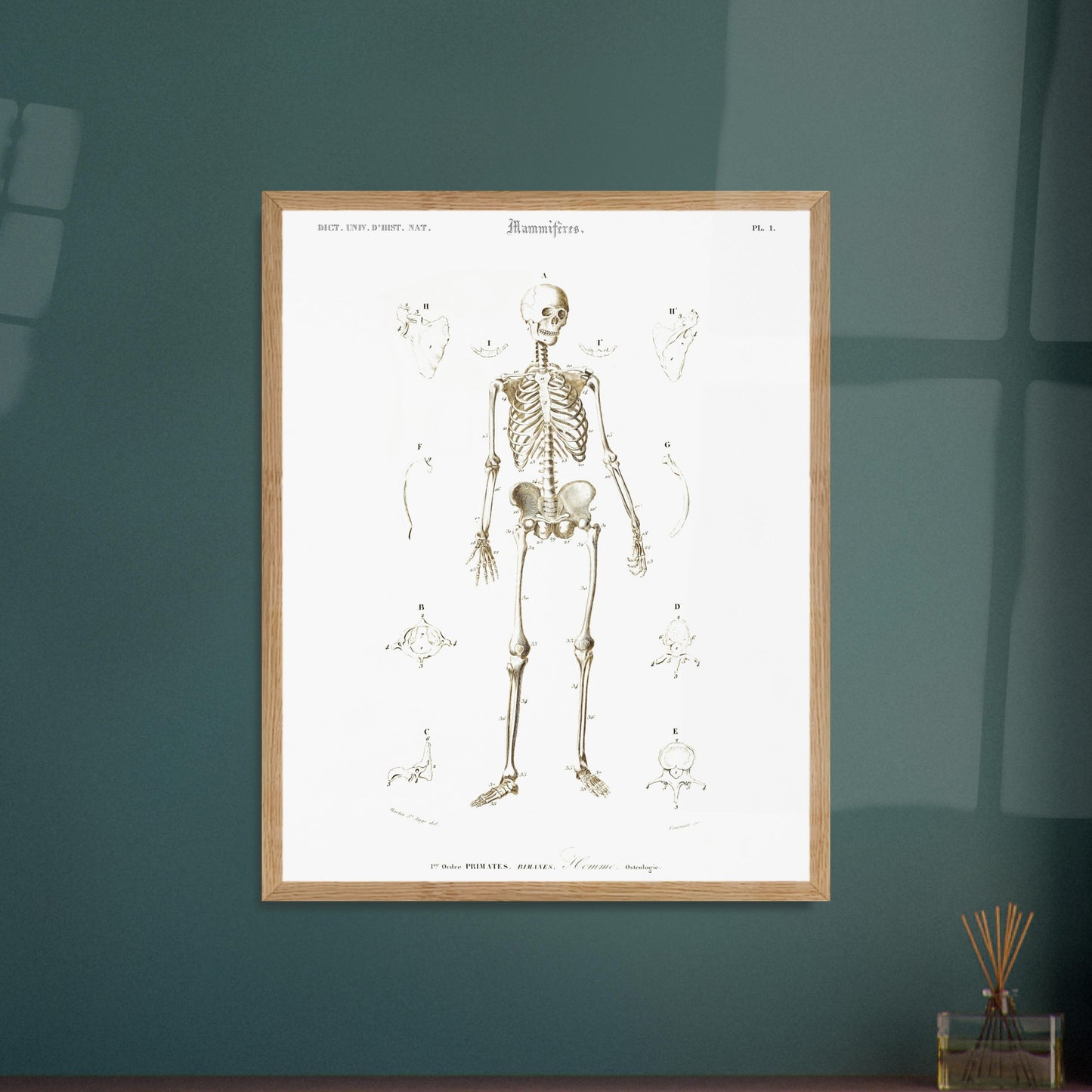 Planche d'ostéologie humaine — Dictionnaire de Charles d'Orbigny. Planche scientifique ancienne montrant l'ostéologie de l'homme, avec un squelette complet au centre et des vues détaillées de diverses parties du corps humain. Image d'illustration 6