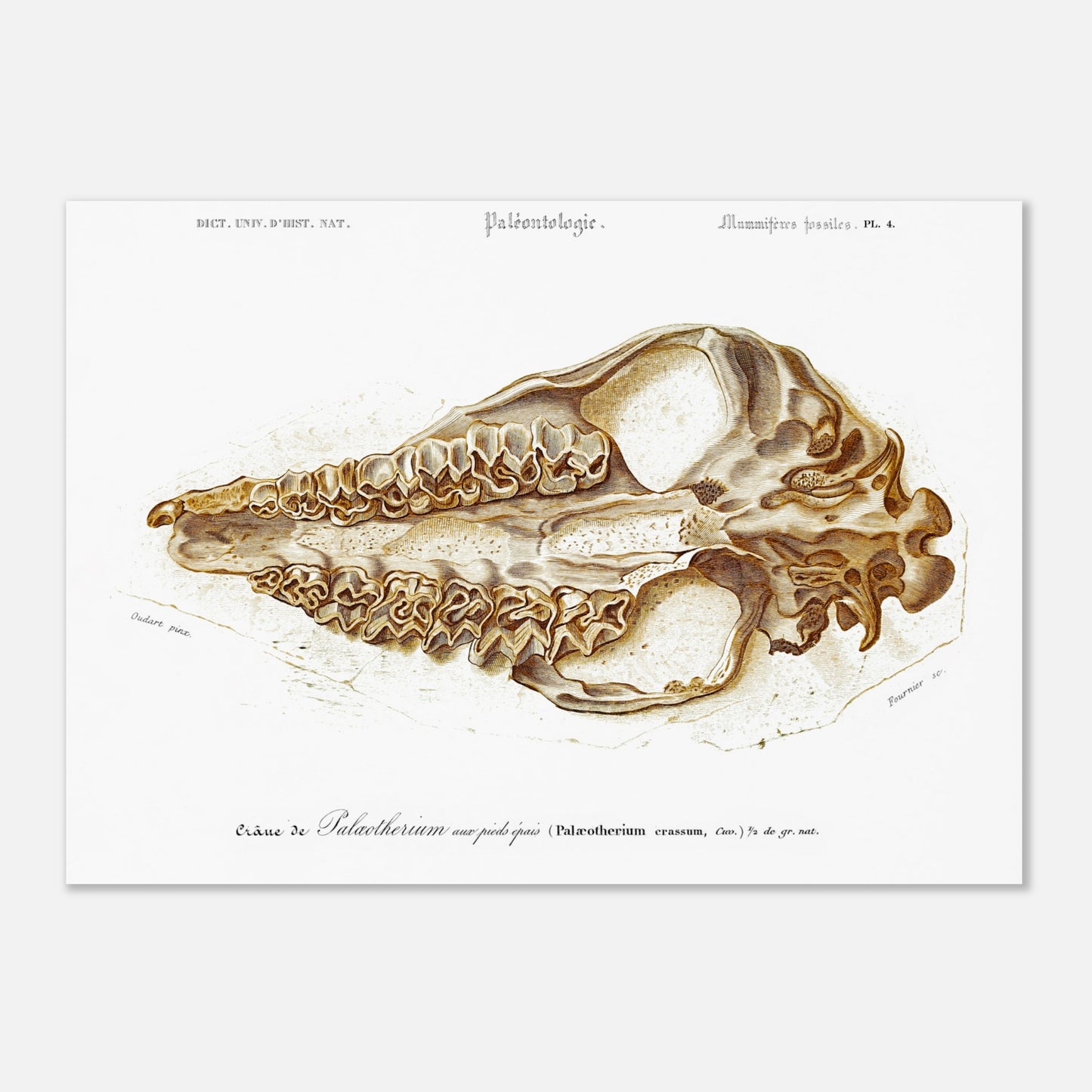Planche de paléontologie : Crâne de Palæotherium crassum - d'Orbigny (50x70 cm). Illustration scientifique d'un crâne fossile de Palæotherium crassum, présentant en détail sa dentition.