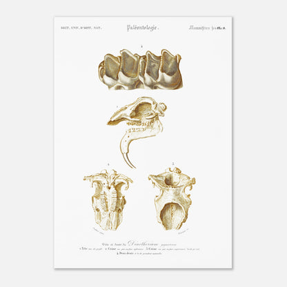 Planche de paléontologie : Tête de Dinotherium giganteum - d'Orbigny (29,7x42 cm (A3)). Illustration paléontologique ancienne montrant la tête et les dents fossilisées d'un Dinotherium giganteum.