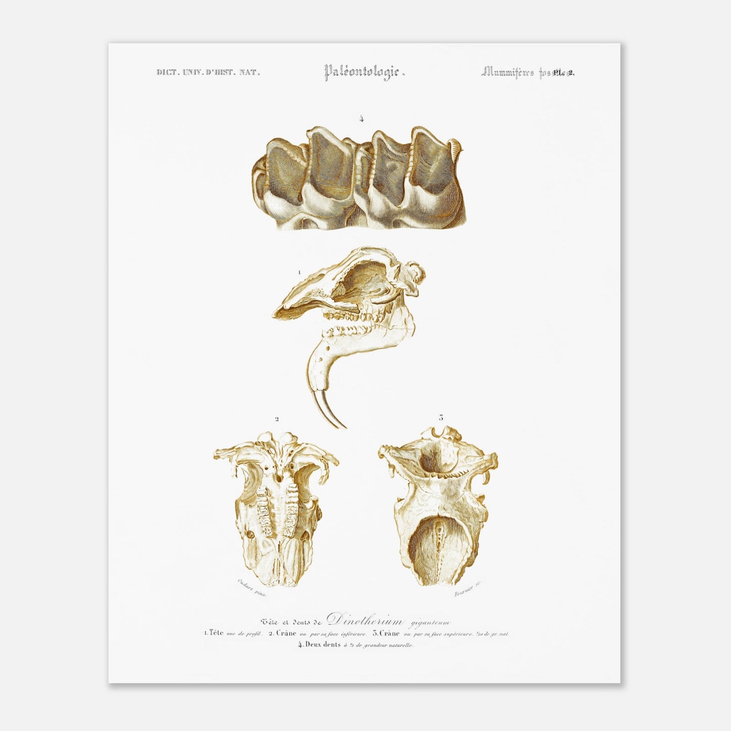 Planche de paléontologie : Tête de Dinotherium giganteum - d'Orbigny (40x50 cm). Illustration paléontologique ancienne montrant la tête et les dents fossilisées d'un Dinotherium giganteum.