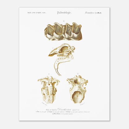 Planche de paléontologie : Tête de Dinotherium giganteum - d'Orbigny (40x50 cm). Illustration paléontologique ancienne montrant la tête et les dents fossilisées d'un Dinotherium giganteum.