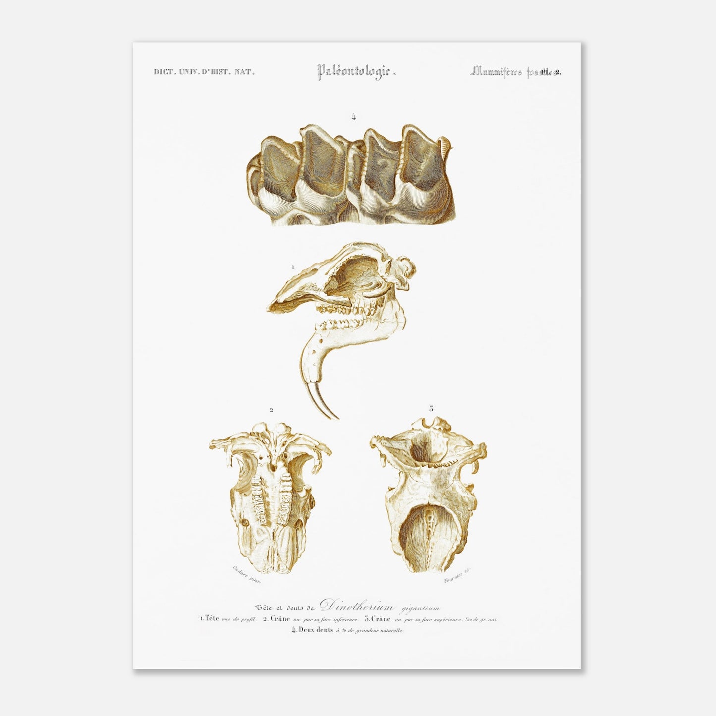 Planche de paléontologie : Tête de Dinotherium giganteum - d'Orbigny (50x70 cm). Illustration paléontologique ancienne montrant la tête et les dents fossilisées d'un Dinotherium giganteum.