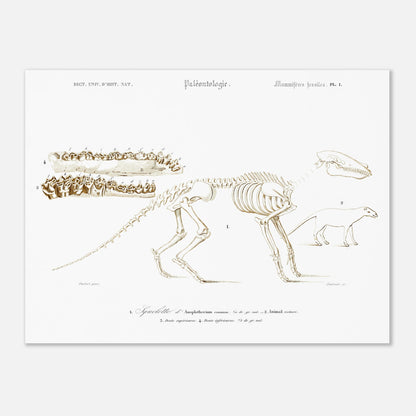 Planche de paléontologie ancienne : Squelette d'Ânoplotherium commune (30x40 cm). Planche de paléontologie présentant le squelette d'un Ânoplotherium commune, avec des détails sur ses dents et une reconstitution de l'animal.