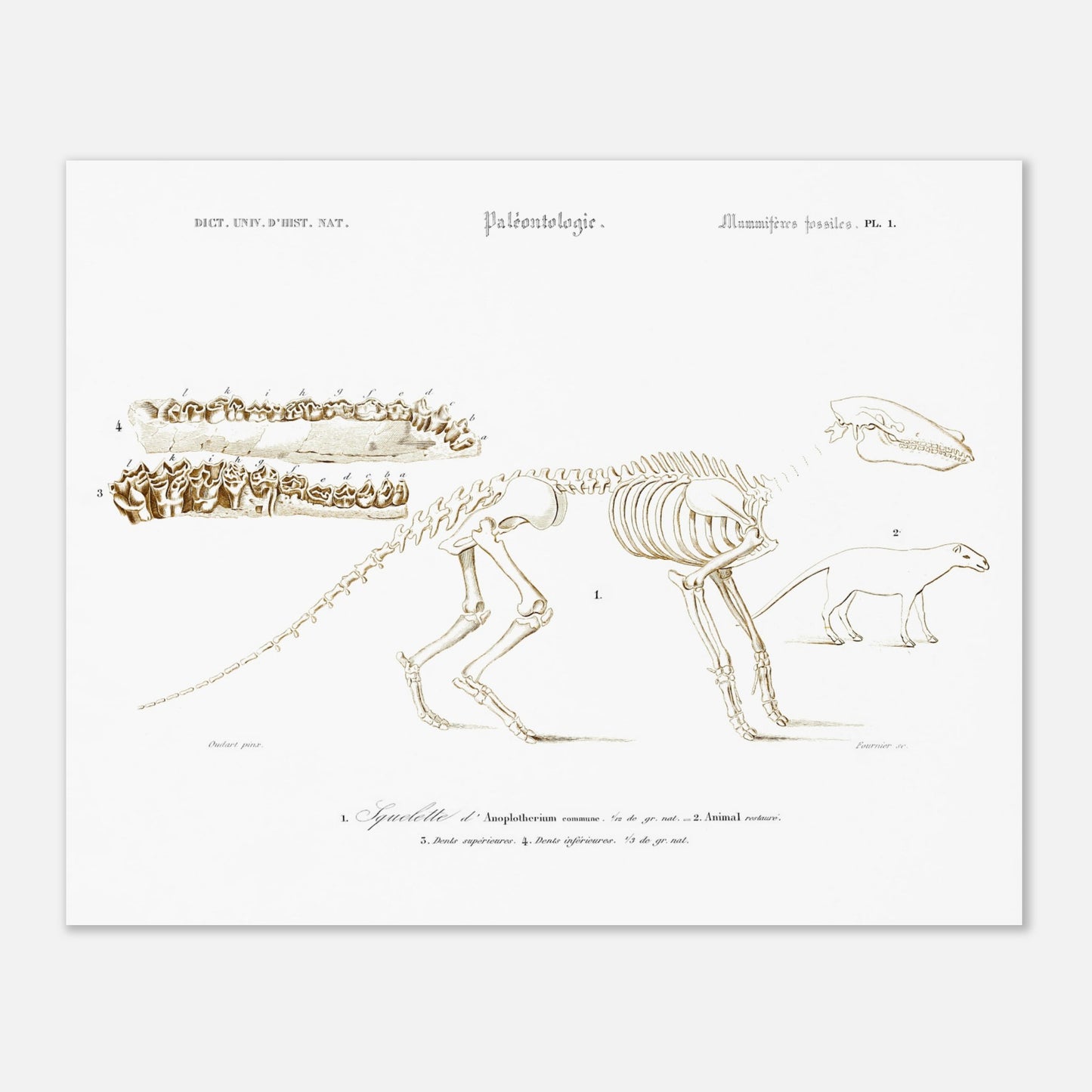 Planche de paléontologie ancienne : Squelette d'Ânoplotherium commune (40x50 cm). Planche de paléontologie présentant le squelette d'un Ânoplotherium commune, avec des détails sur ses dents et une reconstitution de l'animal.