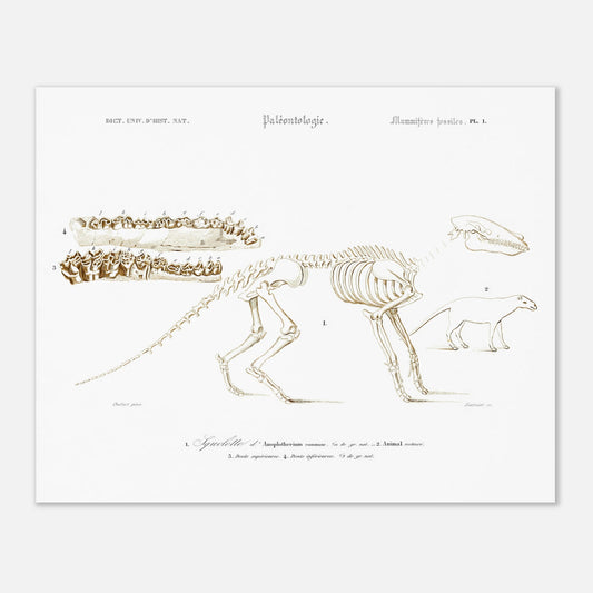 Planche de paléontologie ancienne : Squelette d'Ânoplotherium commune (40x50 cm). Planche de paléontologie présentant le squelette d'un Ânoplotherium commune, avec des détails sur ses dents et une reconstitution de l'animal.