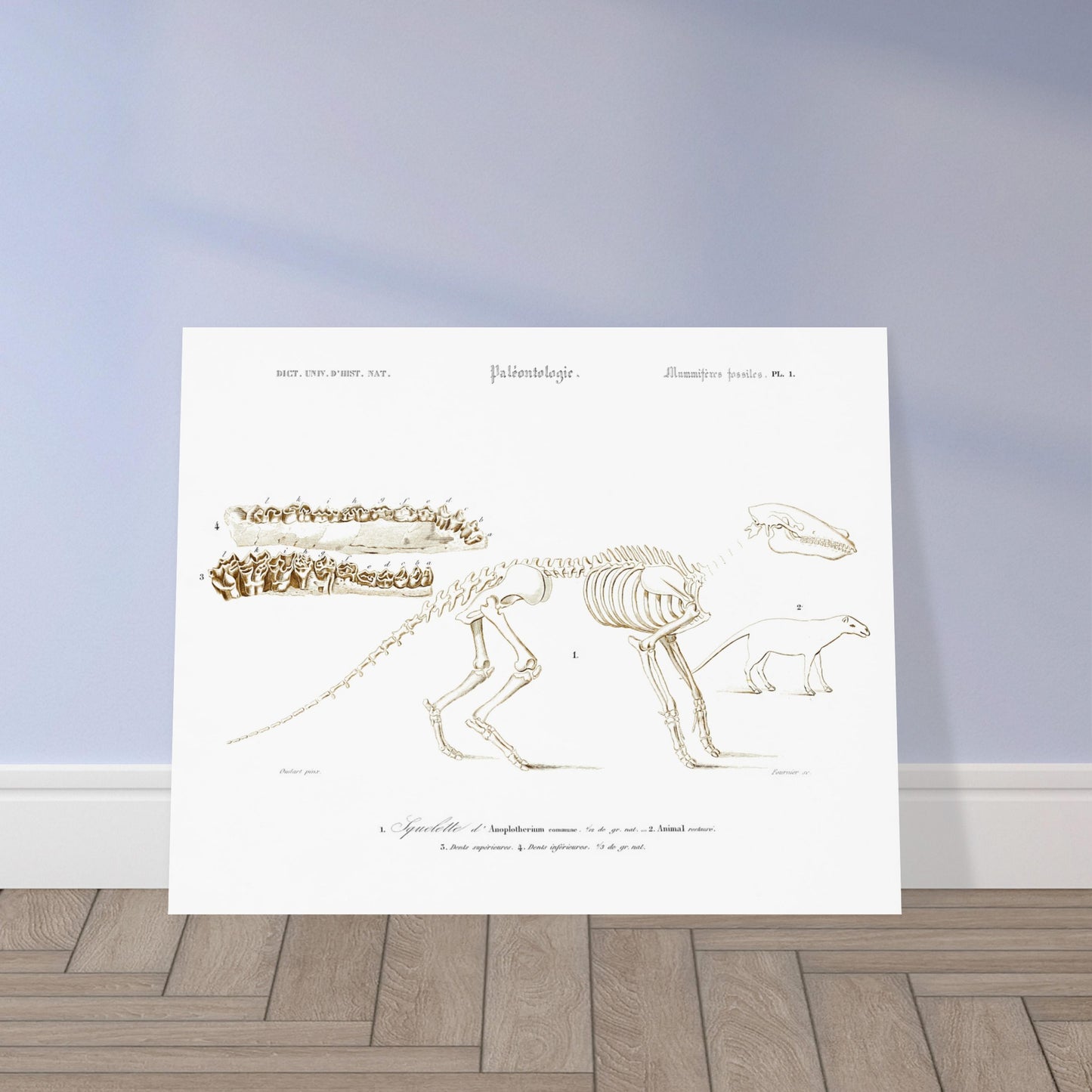 Planche de paléontologie ancienne : Squelette d'Ânoplotherium commune. Planche de paléontologie présentant le squelette d'un Ânoplotherium commune, avec des détails sur ses dents et une reconstitution de l'animal. Image d'illustration 5