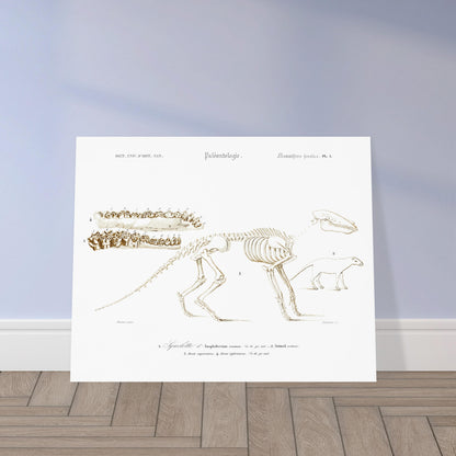 Planche de paléontologie ancienne : Squelette d'Ânoplotherium commune. Planche de paléontologie présentant le squelette d'un Ânoplotherium commune, avec des détails sur ses dents et une reconstitution de l'animal. Image d'illustration 5