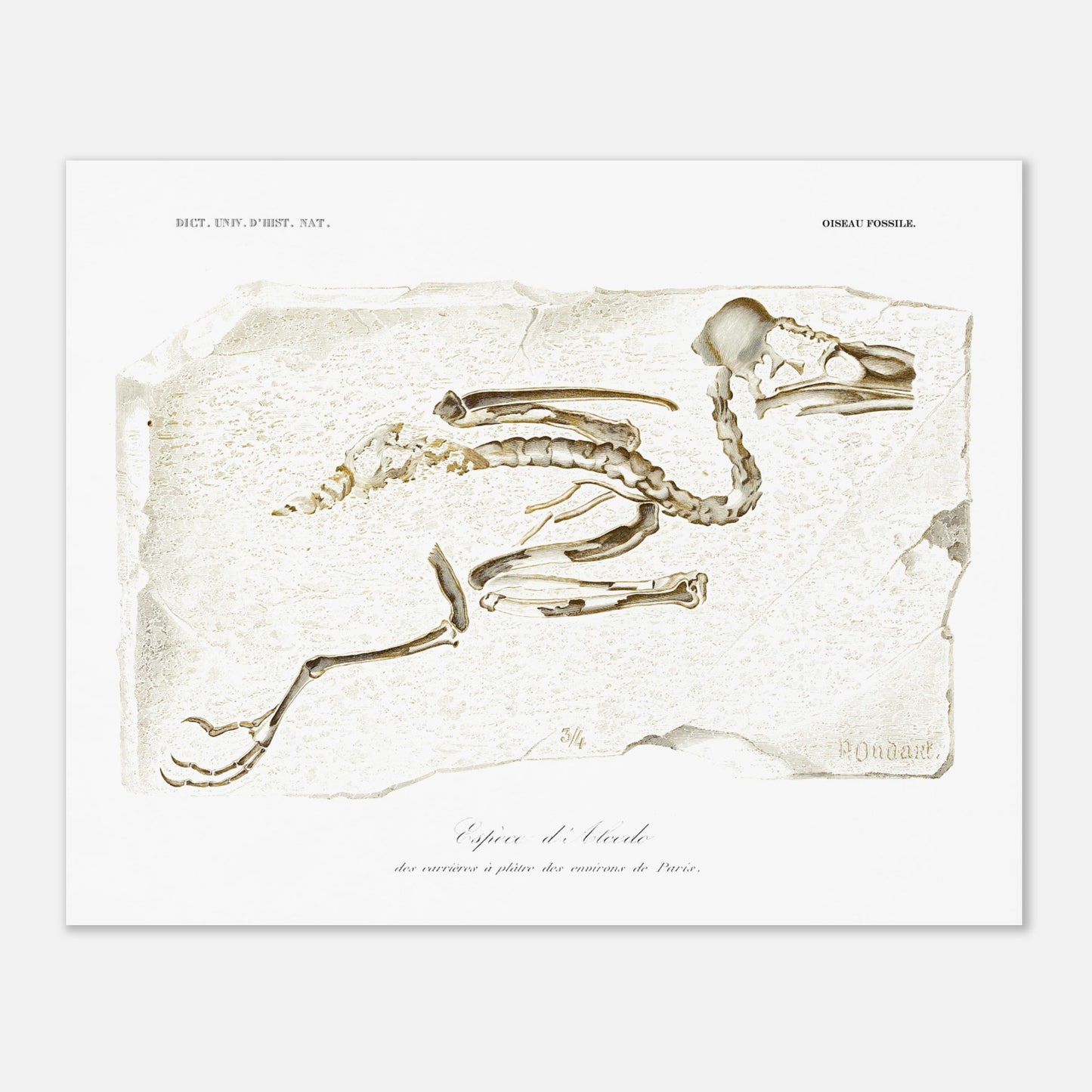 Planche de paléontologie : Squelette fossile d'Alcedo par Charles d'Orbigny (40x50 cm). Illustration d'un squelette d'oiseau fossile, identifié comme une espèce d'Alcedo, trouvé dans les carrières de plâtre des environs de Paris.