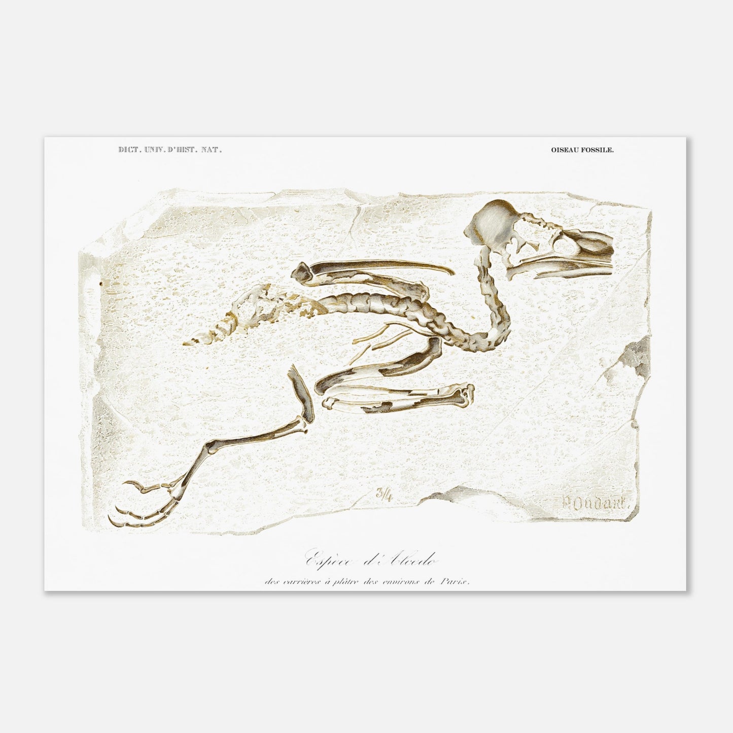 Planche de paléontologie : Squelette fossile d'Alcedo par Charles d'Orbigny (42x59,4 cm (A2)). Illustration d'un squelette d'oiseau fossile, identifié comme une espèce d'Alcedo, trouvé dans les carrières de plâtre des environs de Paris.
