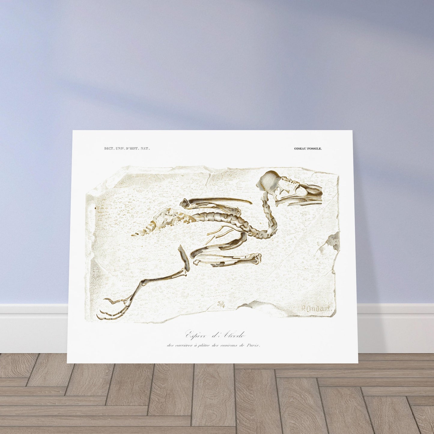 Planche de paléontologie : Squelette fossile d'Alcedo par Charles d'Orbigny. Illustration d'un squelette d'oiseau fossile, identifié comme une espèce d'Alcedo, trouvé dans les carrières de plâtre des environs de Paris. Image d'illustration 5