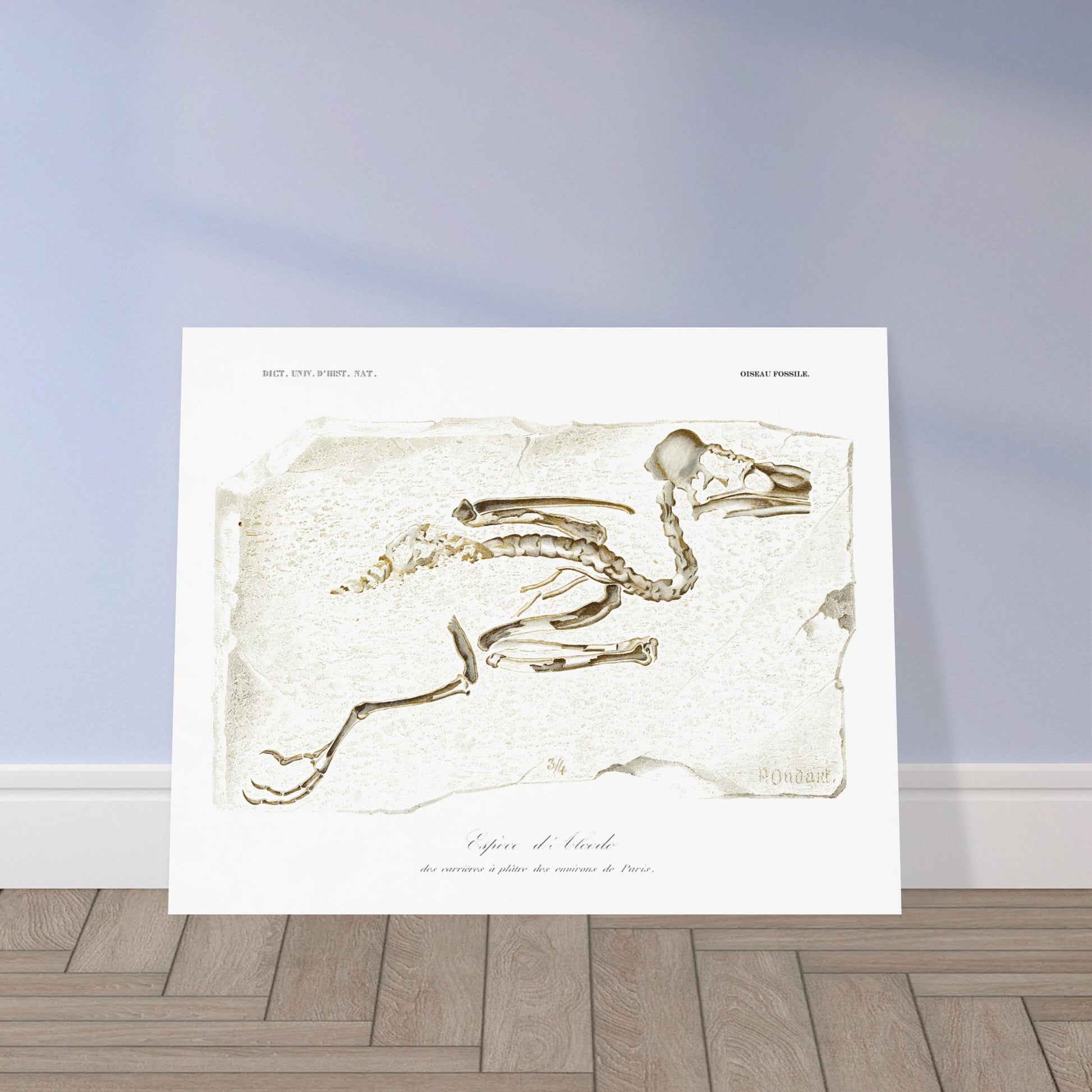 Planche de paléontologie : Squelette fossile d'Alcedo par Charles d'Orbigny. Illustration d'un squelette d'oiseau fossile, identifié comme une espèce d'Alcedo, trouvé dans les carrières de plâtre des environs de Paris. Image d'illustration 5