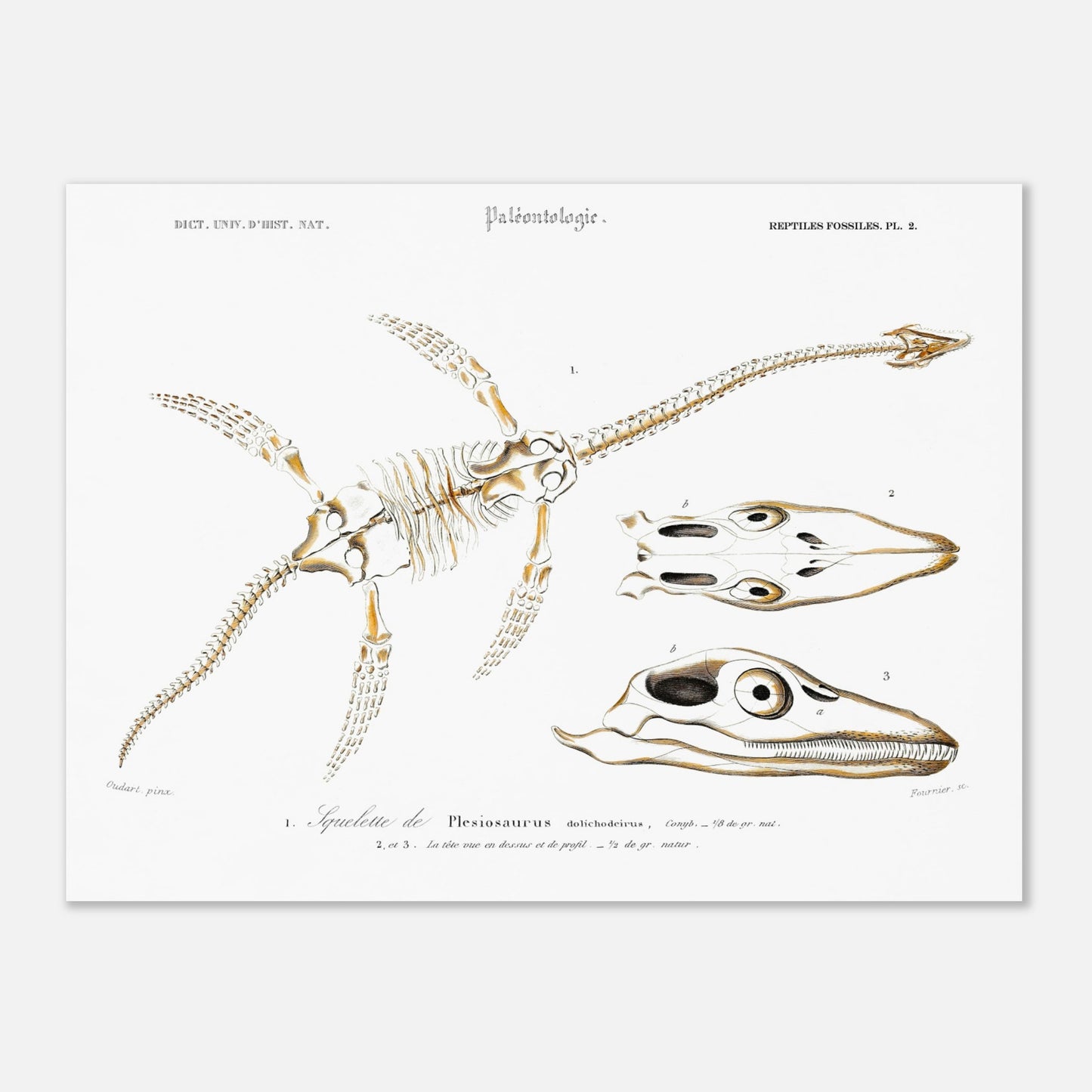 Planche de paléontologie ancienne du Squelette de Plesiosaurus par d'Orbigny (30x40 cm). Planche paléontologique montrant le squelette d'un Plesiosaurus dolichodeirus et des vues de son crâne, le tout sur fond blanc.