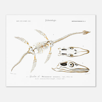 Planche de paléontologie ancienne du Squelette de Plesiosaurus par d'Orbigny (40x50 cm). Planche paléontologique montrant le squelette d'un Plesiosaurus dolichodeirus et des vues de son crâne, le tout sur fond blanc.