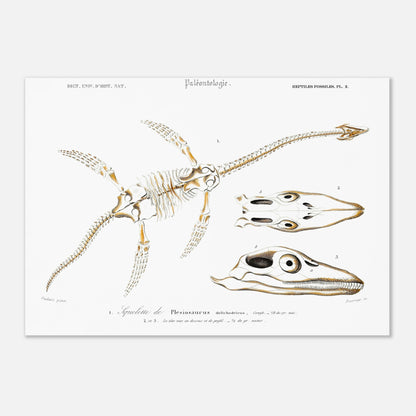 Planche de paléontologie ancienne du Squelette de Plesiosaurus par d'Orbigny (42x59,4 cm (A2)). Planche paléontologique montrant le squelette d'un Plesiosaurus dolichodeirus et des vues de son crâne, le tout sur fond blanc.