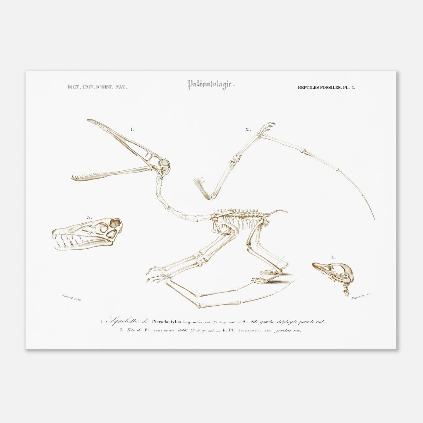 Planche de paléontologie : squelette de Pterodactylus par Charles d'Orbigny (30x40 cm). Planche de paléontologie du Dictionnaire Universel d'Histoire Naturelle de Charles d'Orbigny, représentant le squelette de Pterodactylus longirostris, son aile gauche déployée, et la tête de Pt. longirostris et de Pt. brevirostris.