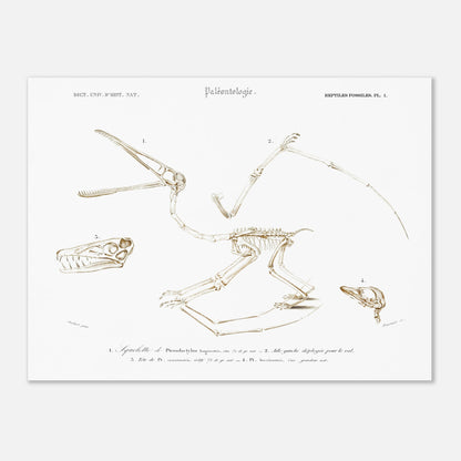 Planche de paléontologie : squelette de Pterodactylus par Charles d'Orbigny (30x40 cm). Planche de paléontologie du Dictionnaire Universel d'Histoire Naturelle de Charles d'Orbigny, représentant le squelette de Pterodactylus longirostris, son aile gauche déployée, et la tête de Pt. longirostris et de Pt. brevirostris.