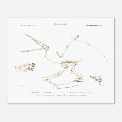 Planche de paléontologie : squelette de Pterodactylus par Charles d'Orbigny (40x50 cm). Planche de paléontologie du Dictionnaire Universel d'Histoire Naturelle de Charles d'Orbigny, représentant le squelette de Pterodactylus longirostris, son aile gauche déployée, et la tête de Pt. longirostris et de Pt. brevirostris.