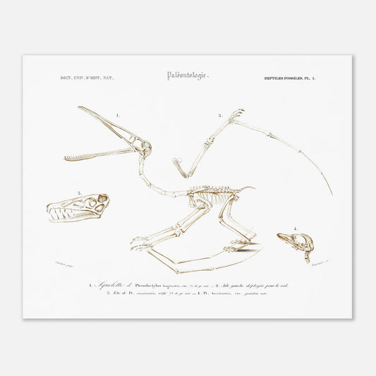 Planche de paléontologie : squelette de Pterodactylus par Charles d'Orbigny (40x50 cm). Planche de paléontologie du Dictionnaire Universel d'Histoire Naturelle de Charles d'Orbigny, représentant le squelette de Pterodactylus longirostris, son aile gauche déployée, et la tête de Pt. longirostris et de Pt. brevirostris.