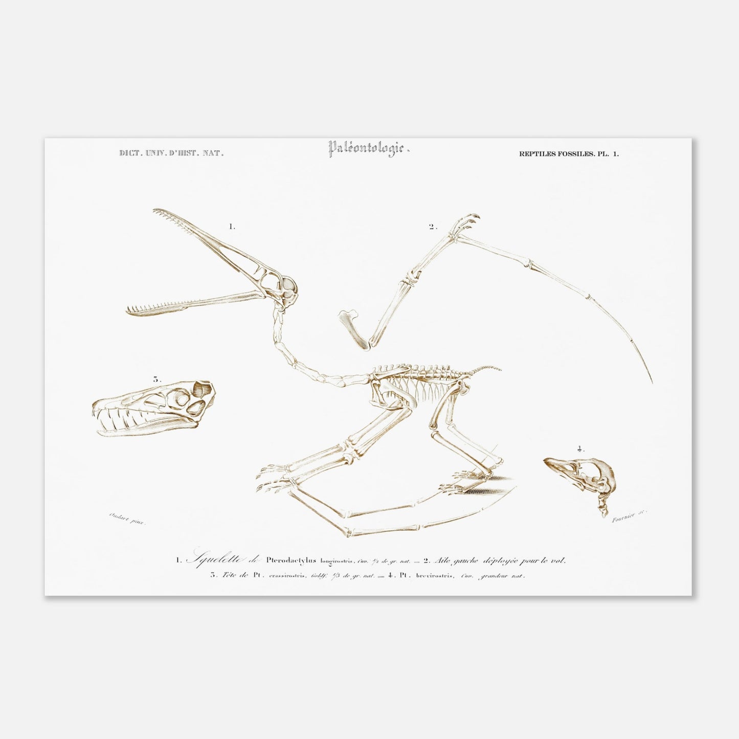Planche de paléontologie : squelette de Pterodactylus par Charles d'Orbigny (42x59,4 cm (A2)). Planche de paléontologie du Dictionnaire Universel d'Histoire Naturelle de Charles d'Orbigny, représentant le squelette de Pterodactylus longirostris, son aile gauche déployée, et la tête de Pt. longirostris et de Pt. brevirostris.